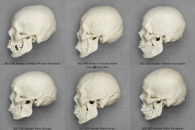 SkullVariations.jpg