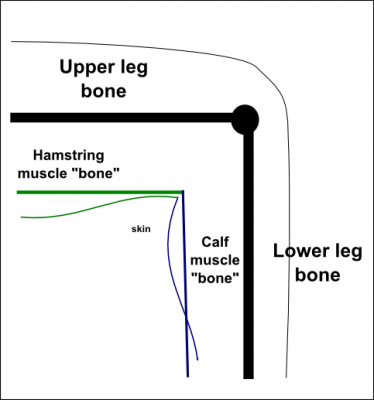 KneeModel.png