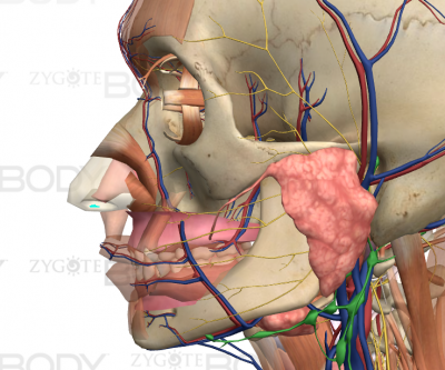 nose tubes 2.PNG