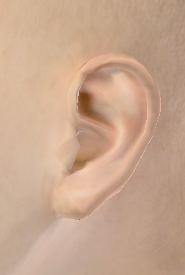 ear.PNG