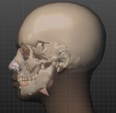 anatomyside.PNG