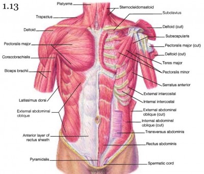 AbMusclesDiagram.jpg